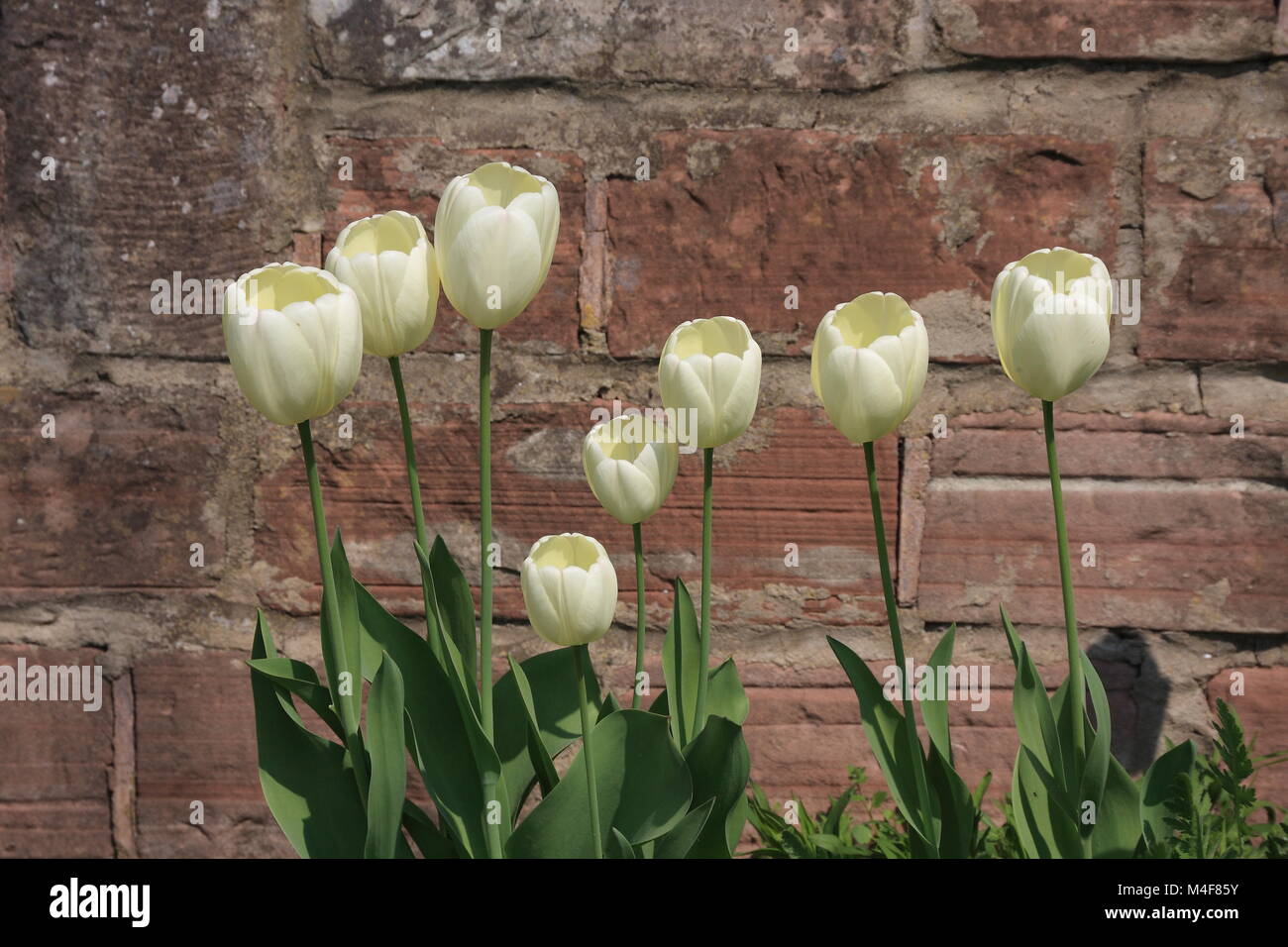 Cream-colored tulips in front of a brick wall Stock Photo