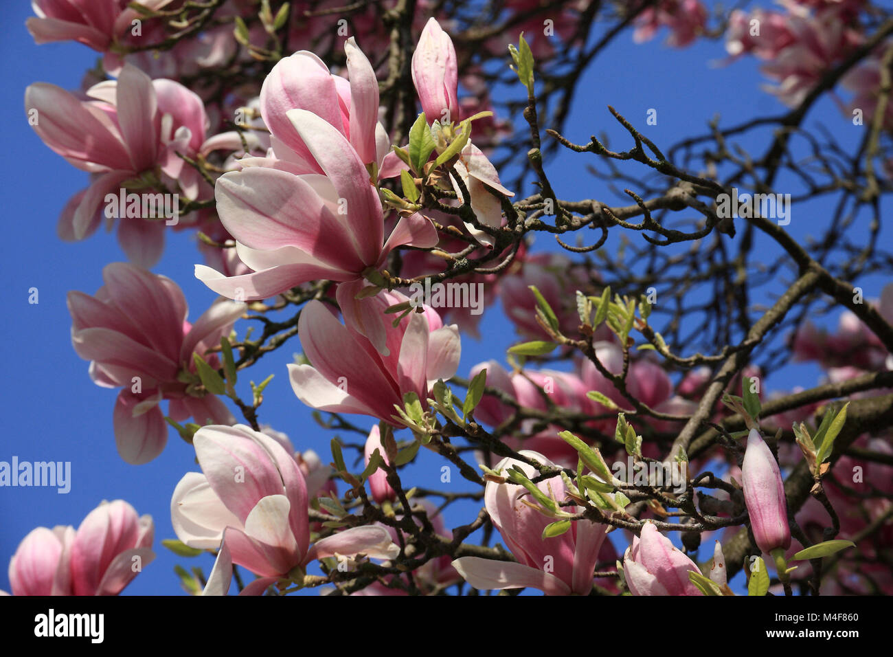 Pink blooming magnolia Stock Photo