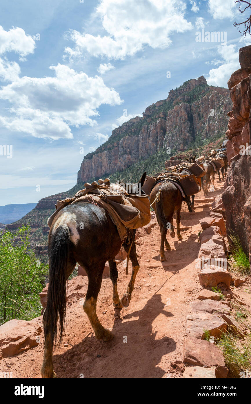 Mules in the Grand Canyon Stock Photo