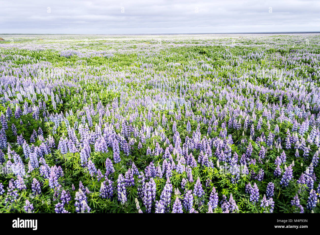 Iceland Flowers Stock Photos & Iceland Flowers Stock Images Alamy