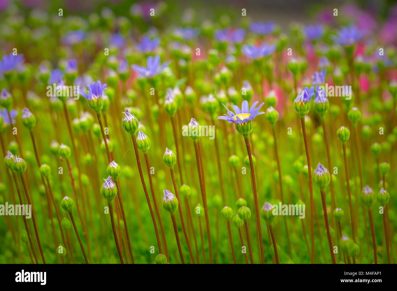 Tall bedding plants hi-res stock photography and images - Alamy