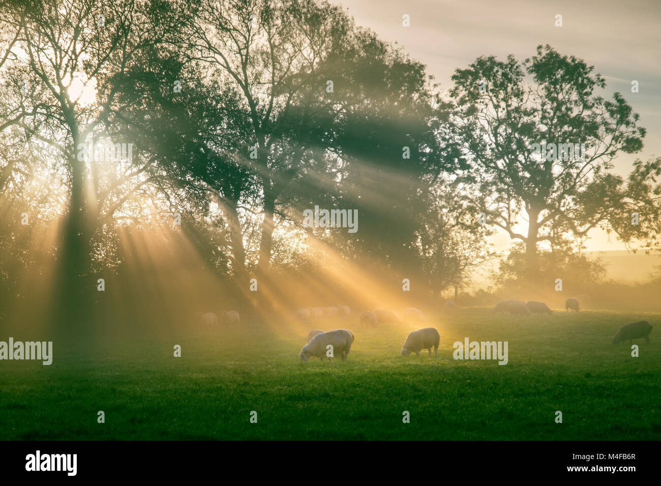 The suns rays fall on a field of sheep. Stock Photo