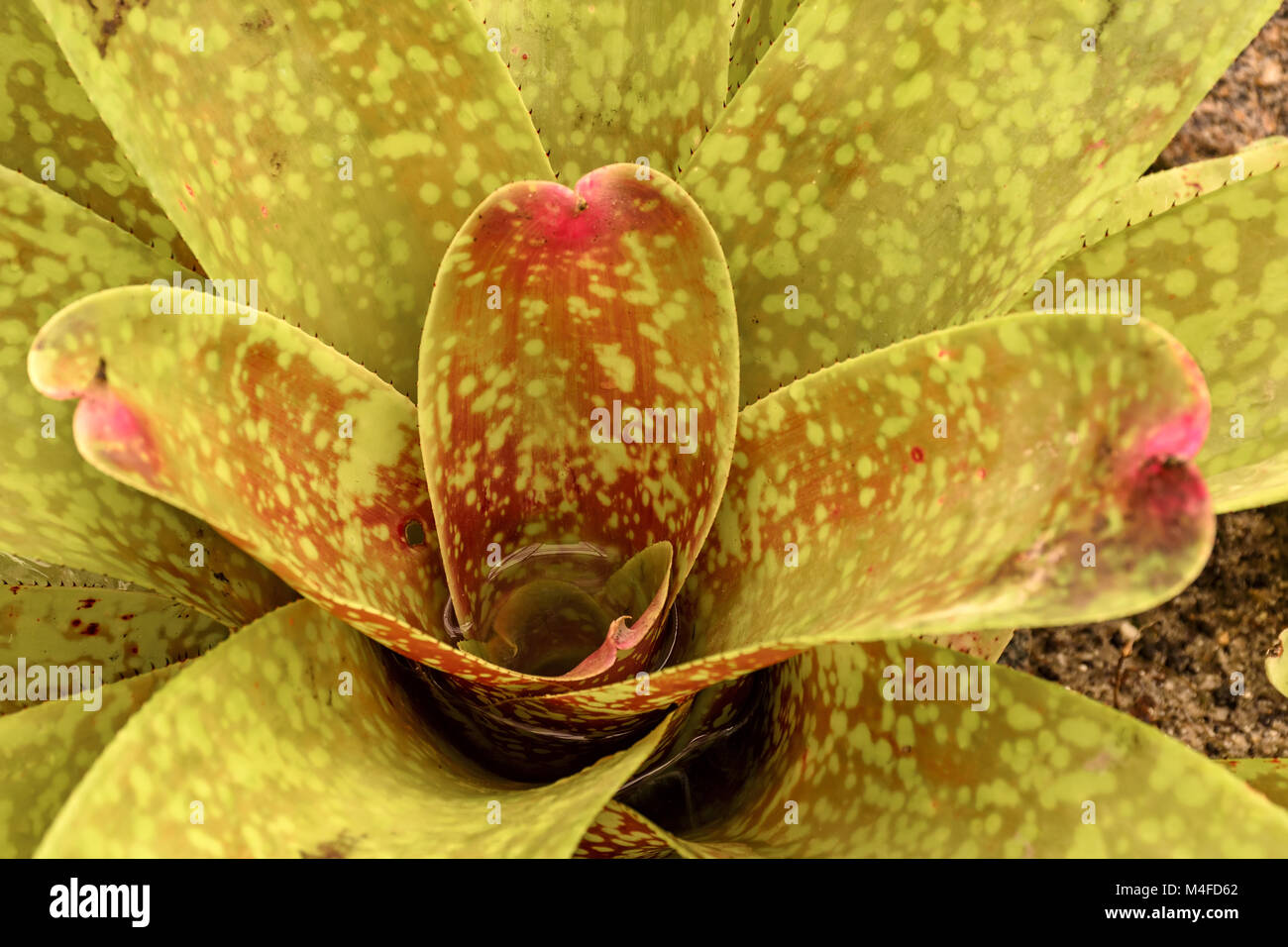 Detail of green bromeliad Stock Photo