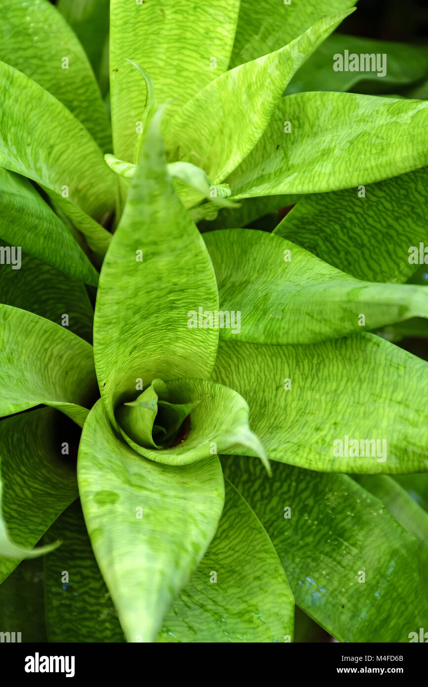 Green bromeliad leafes Stock Photo
