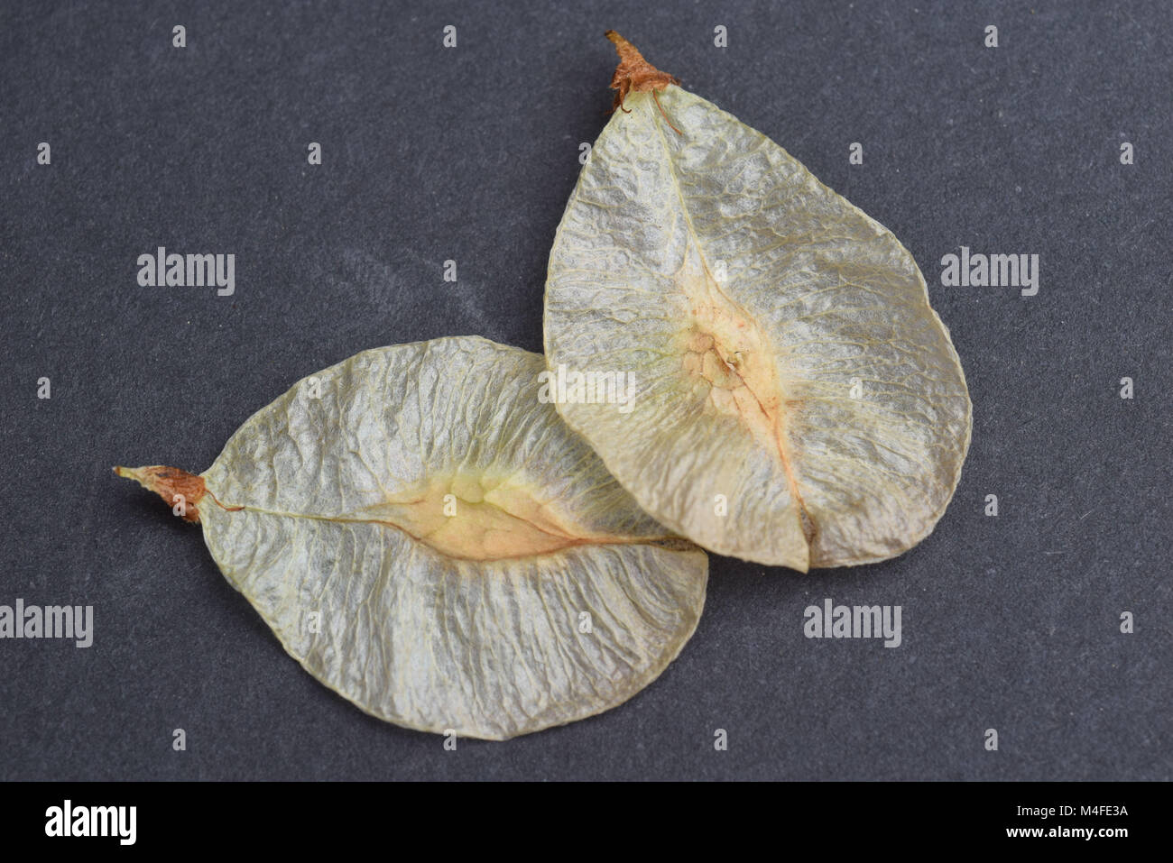 elm seeds Stock Photo