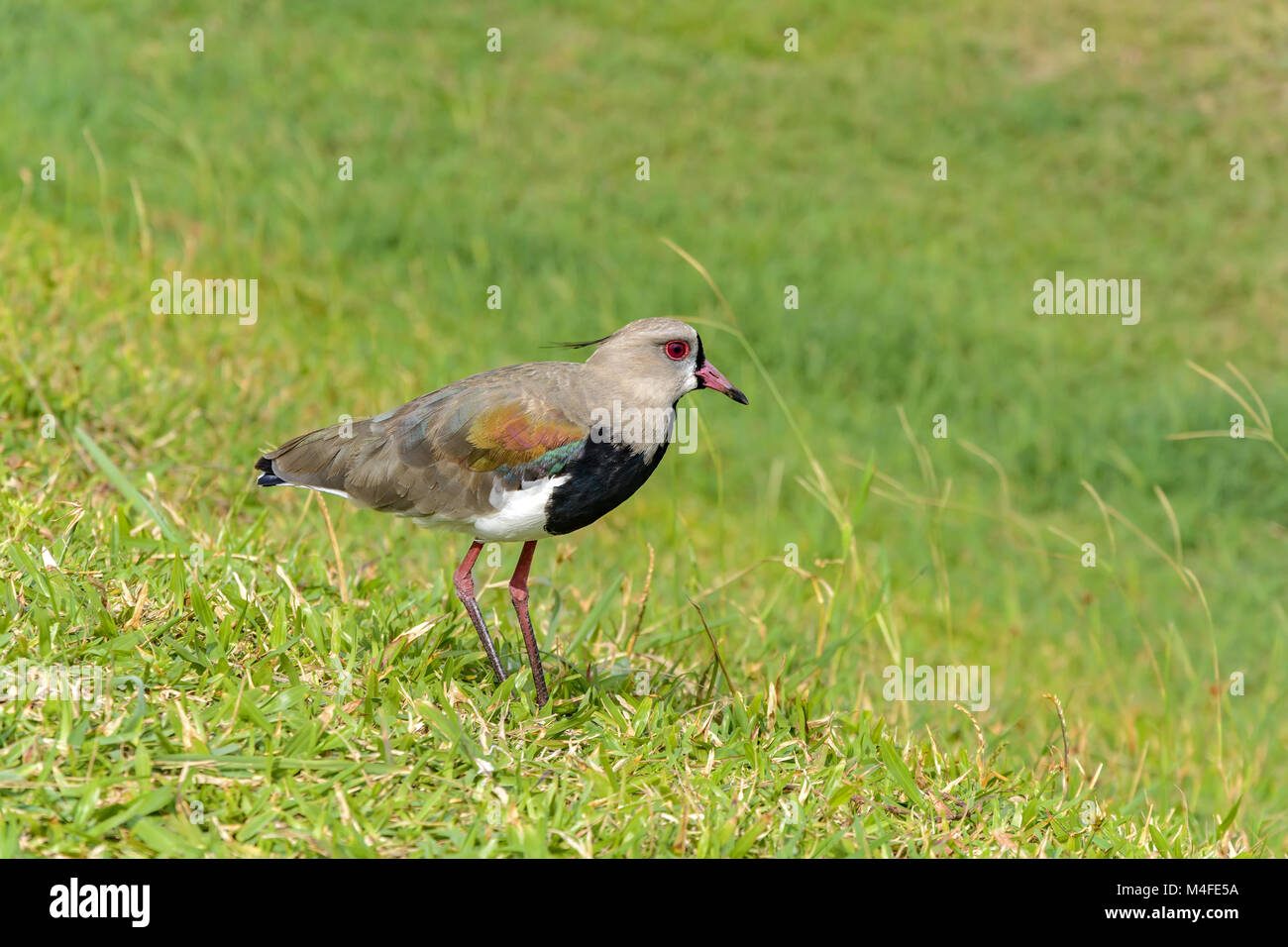 Southern Lapwing Stock Photo