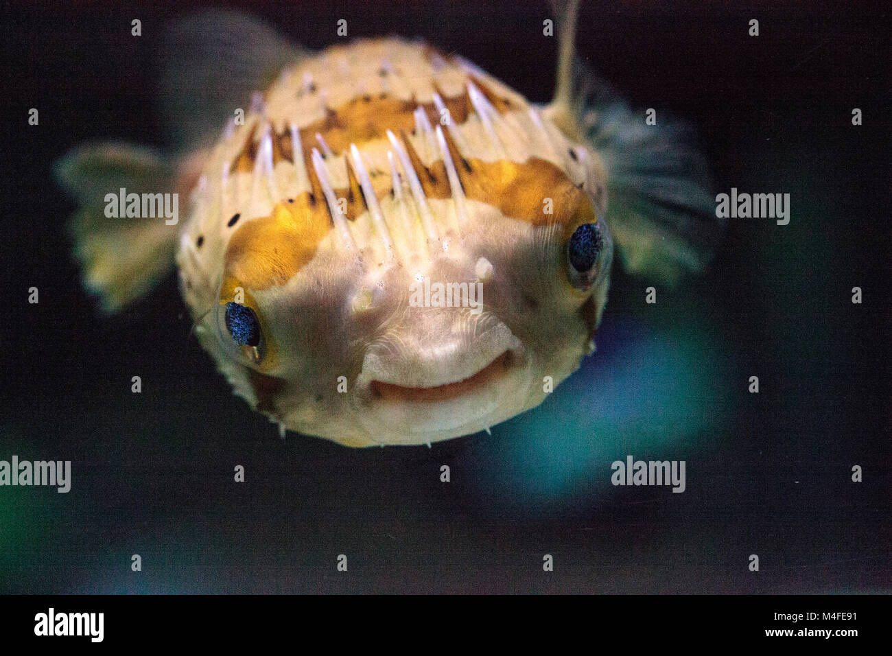 Spiny porcupinefish Diodon holocanthus Stock Photo