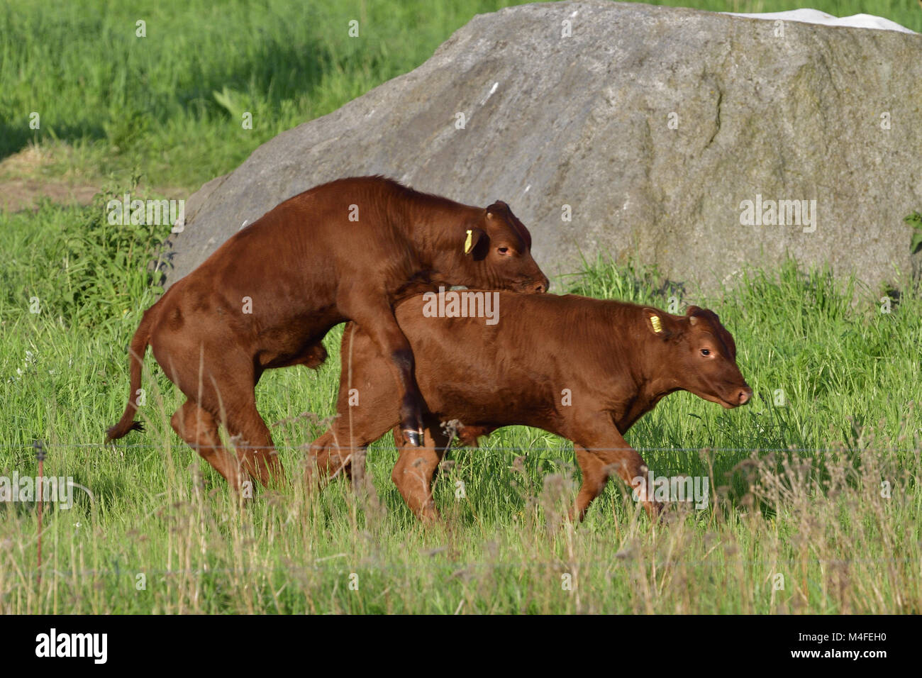 Red mountain cattle Stock Photo
