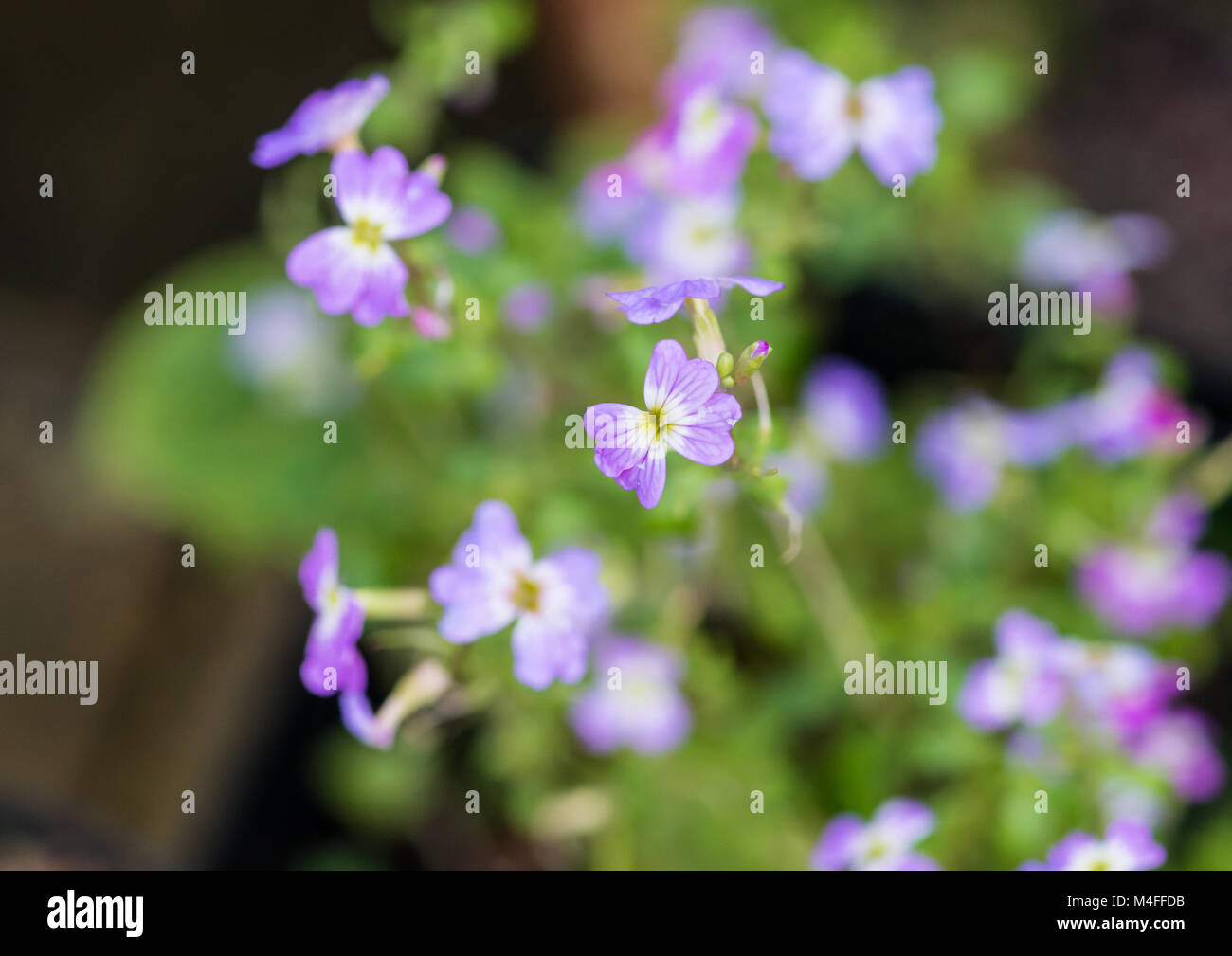A macro shot of some virginia stock flowers. Stock Photo