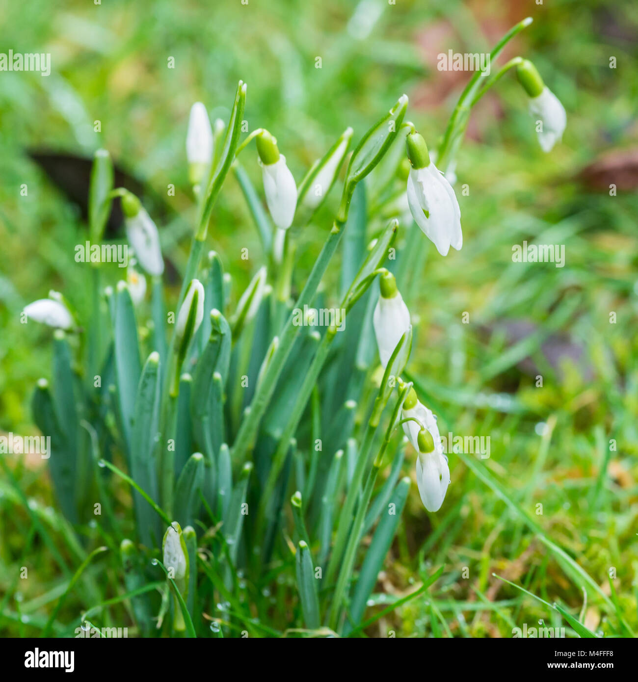 A small clump of snowdrops in spring hi-res stock photography and ...