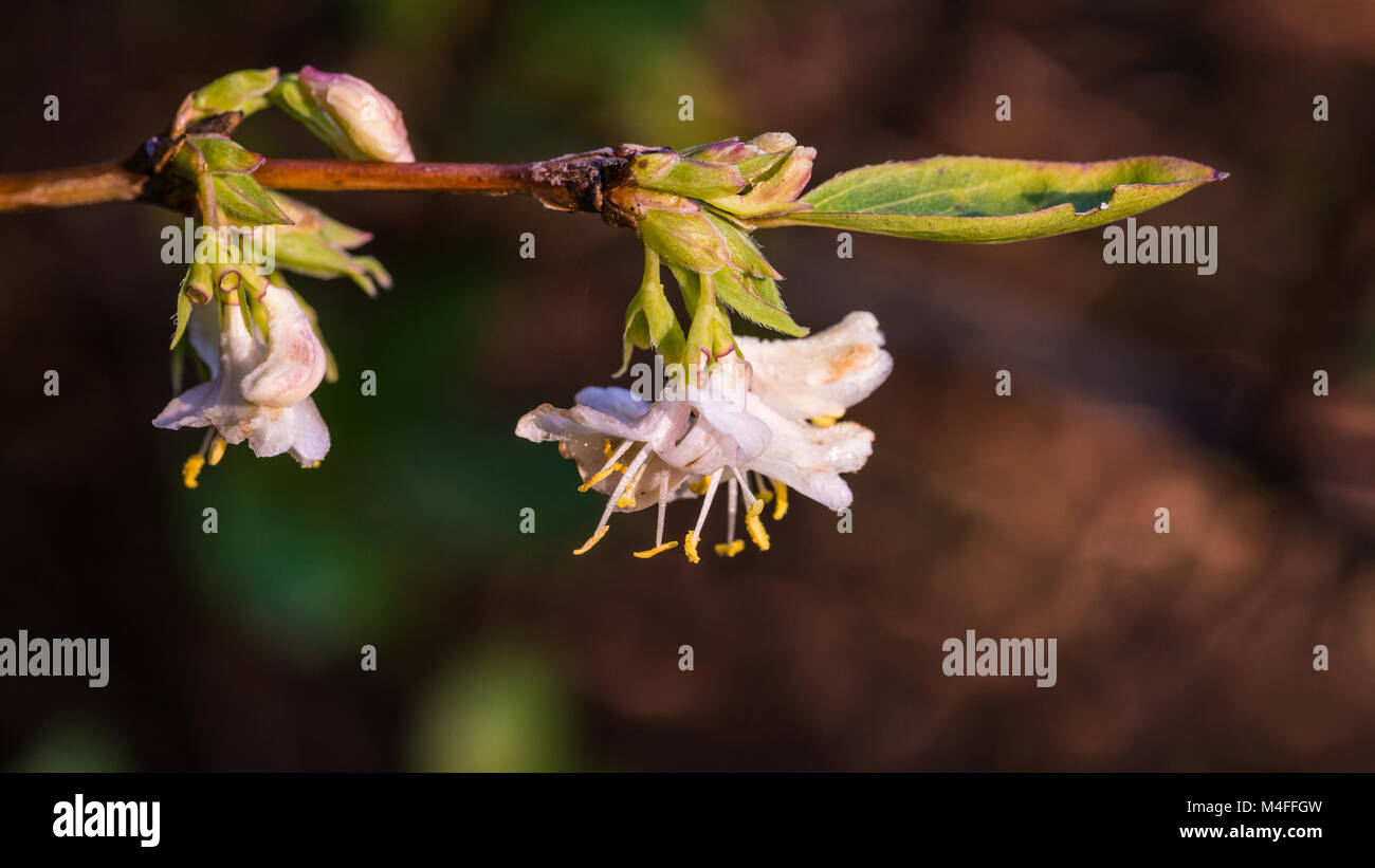 A macro shot of some white winter honeysuckle blooms. Stock Photo