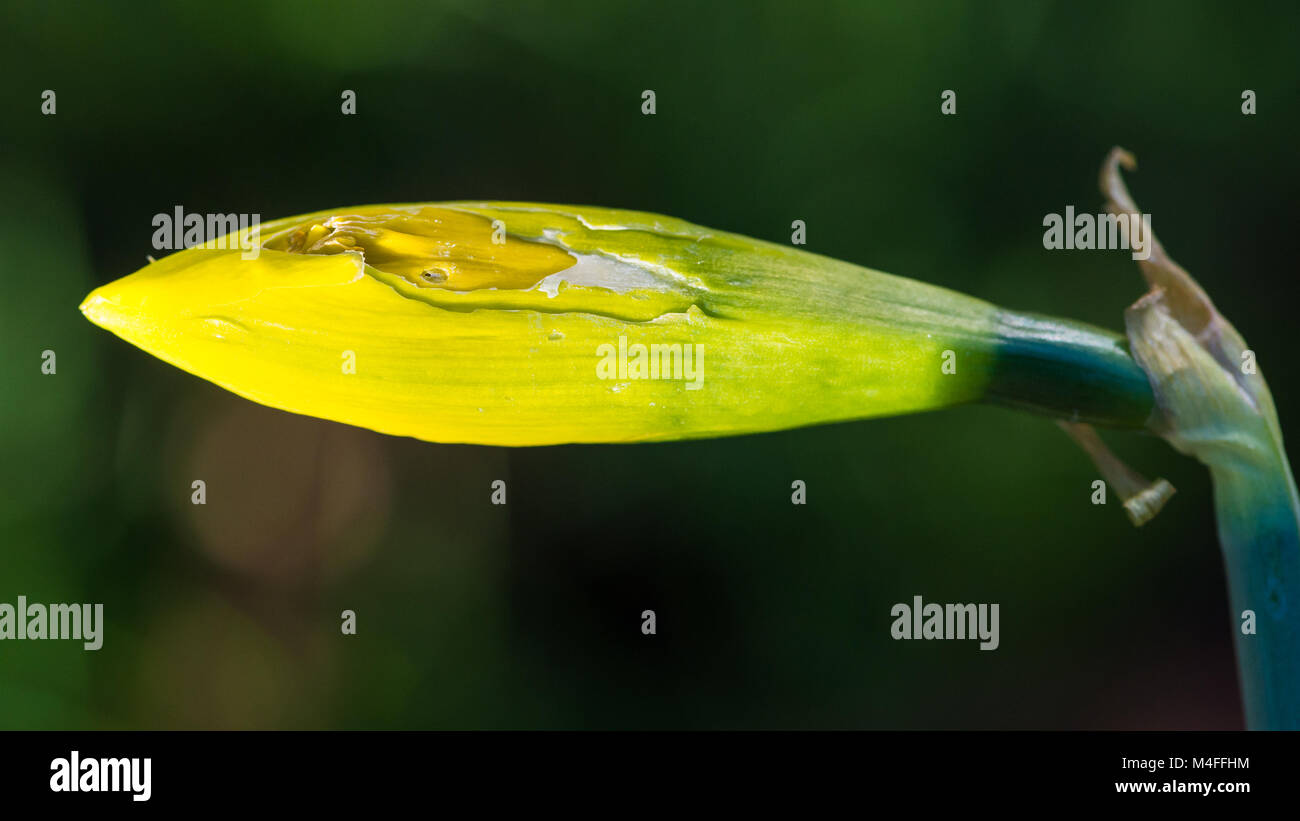 Eaten flower hires stock photography and images Alamy
