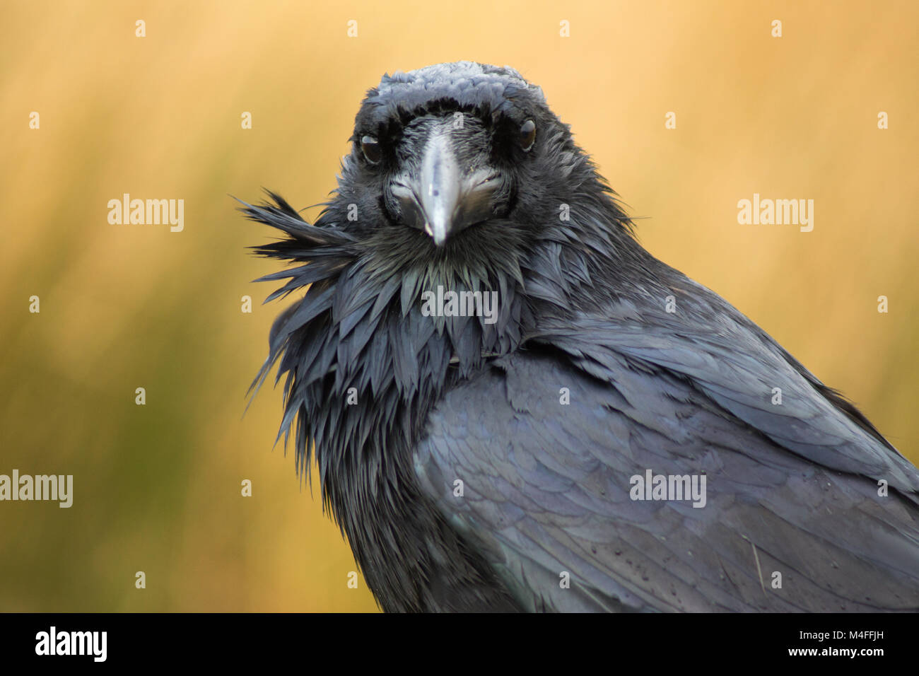 The raven edgar hi res stock photography and images alamy
