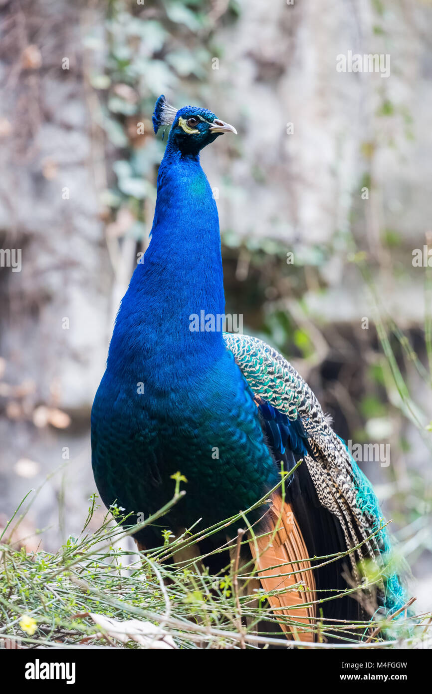 closeup of the peacock Stock Photo