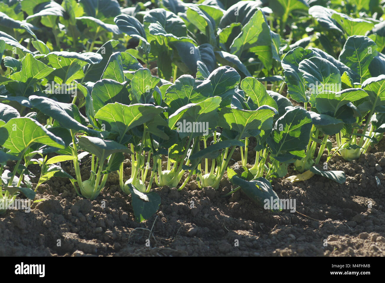 German turnips hires stock photography and images Alamy