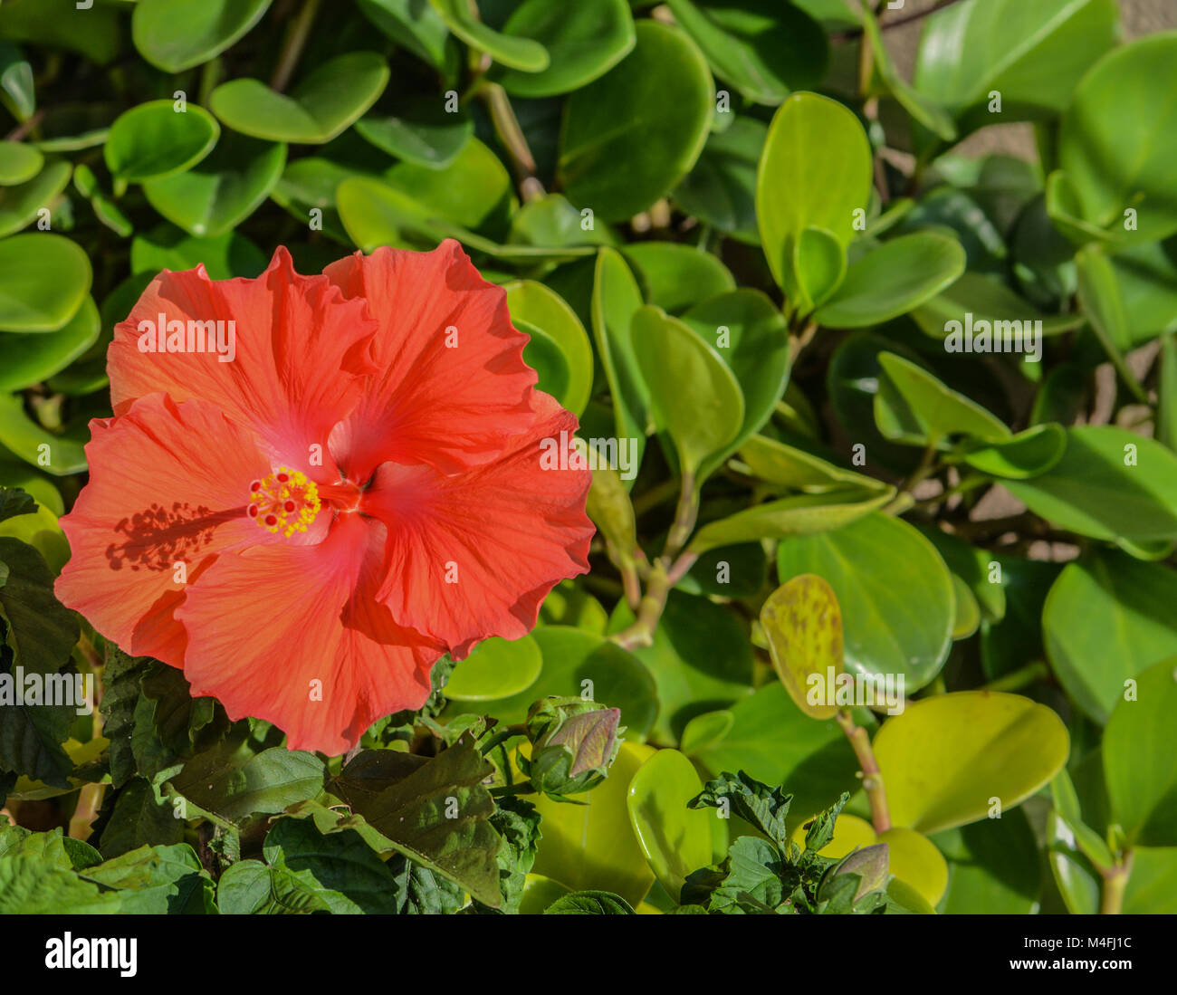 Hardy hibiscus tree hi-res stock photography and images - Alamy