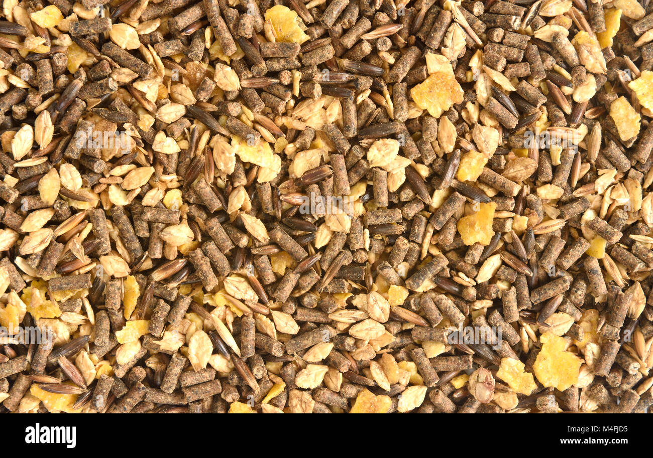 feed horse barley, apple, molasses etc Stock Photo Alamy