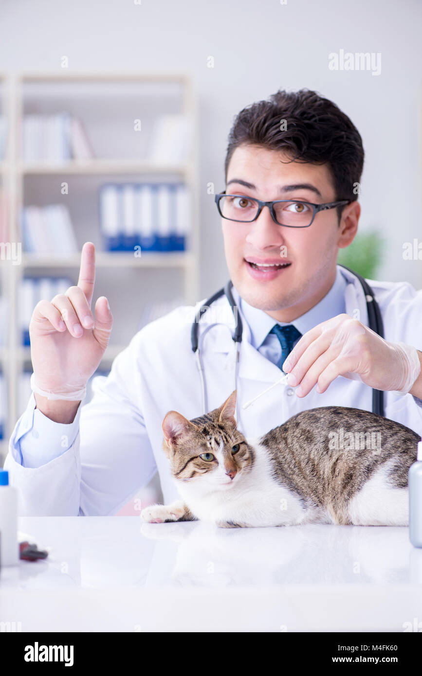 Cat visiting vet for regular check up Stock Photo Alamy