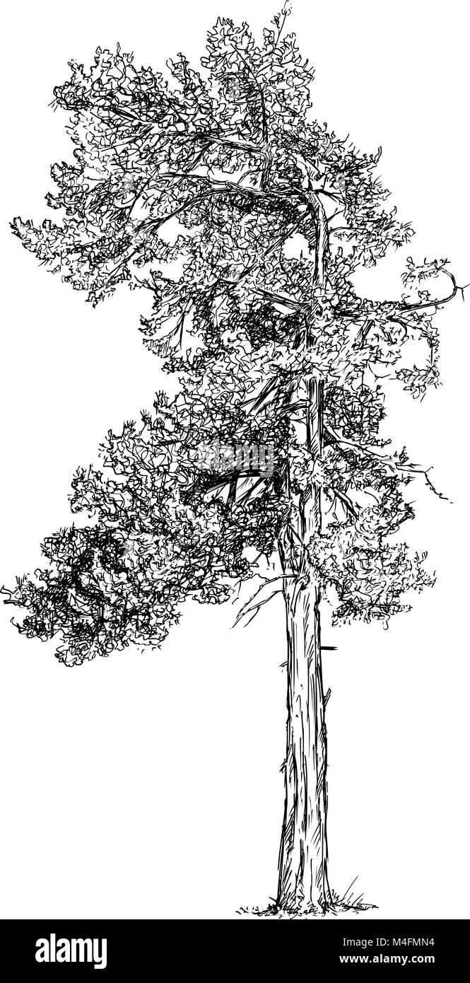 Cartoon Vector Drawing of Pine Conifer Tree Stock Vector