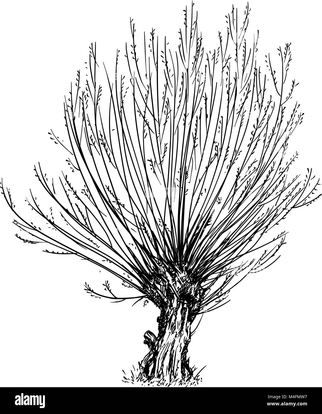 Cartoon Vector Drawing of Willow or Sallow Tree Stock Vector