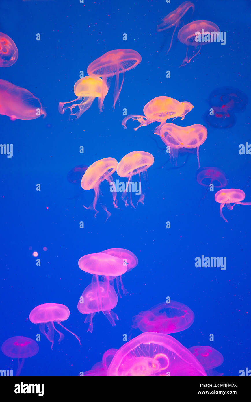 Small jellyfish artificially illuminated in a marine aquarium Stock