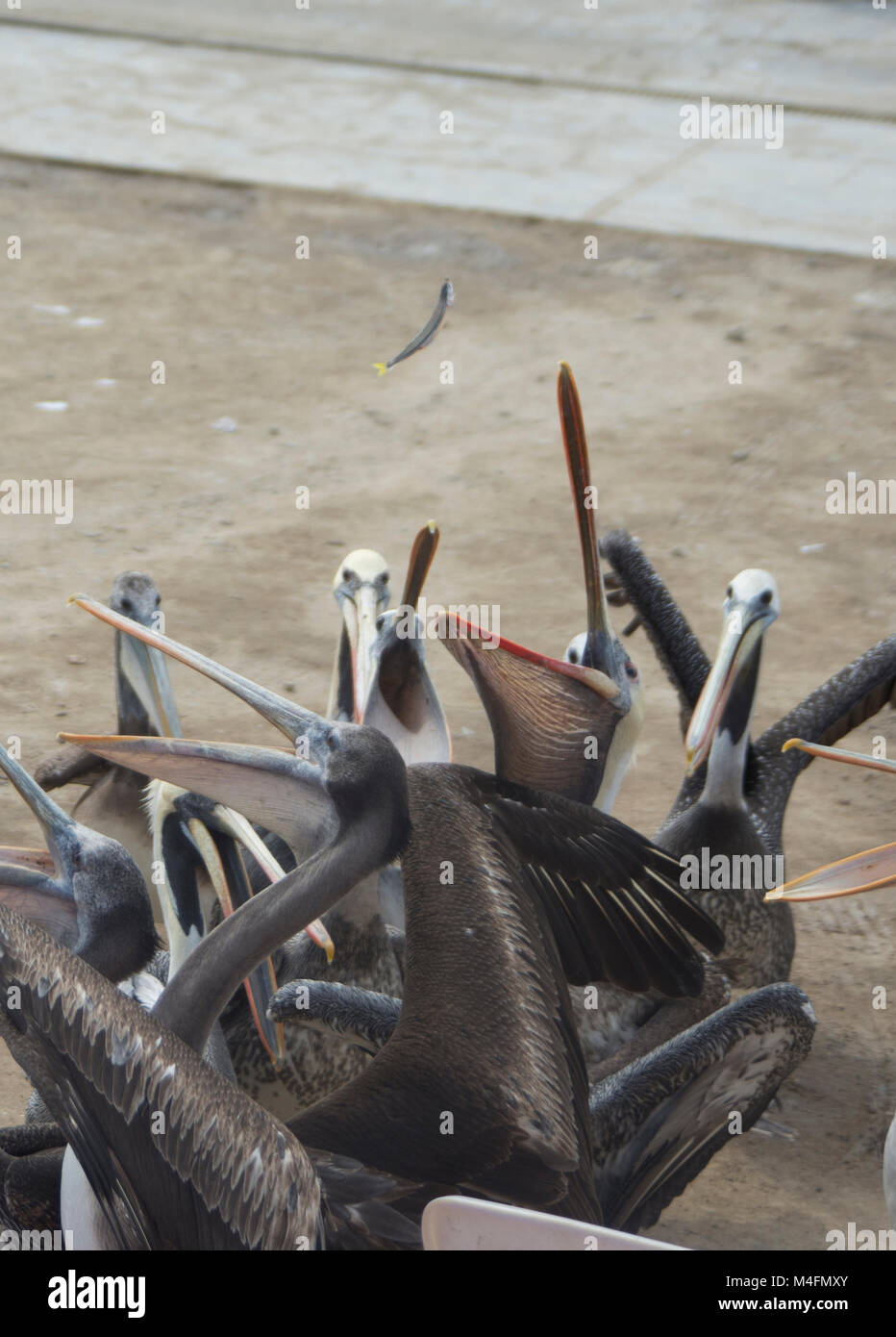 Pelicans eating fish in Paracas bay (Peru Stock Photo - Alamy