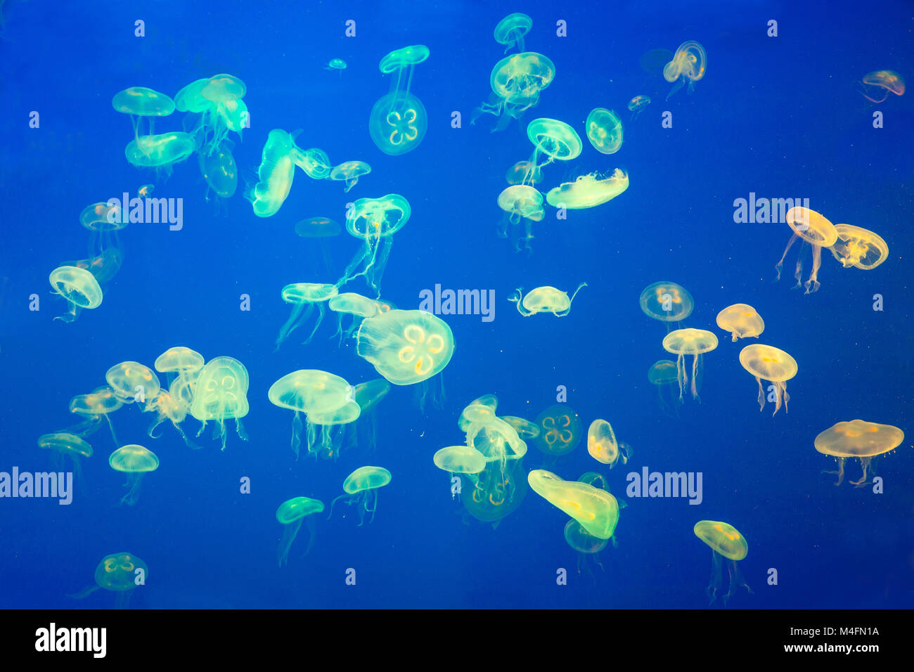 Small jellyfish artificially illuminated in a marine aquarium Stock