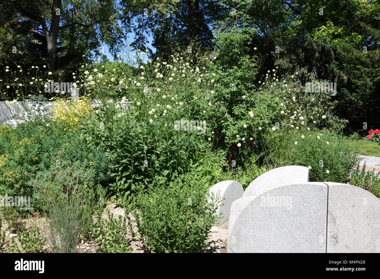 Cephalaria gigantea, giant cephalaria Stock Photo