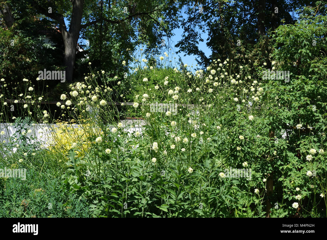 Cephalaria gigantea, giant cephalaria Stock Photo