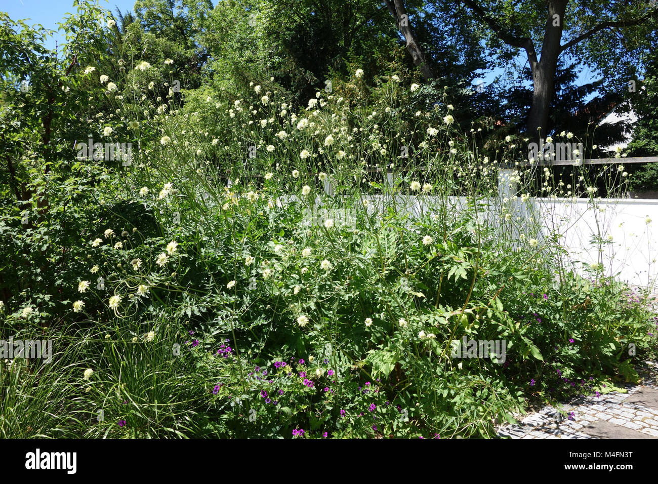 Cephalaria gigantea, giant cephalaria Stock Photo