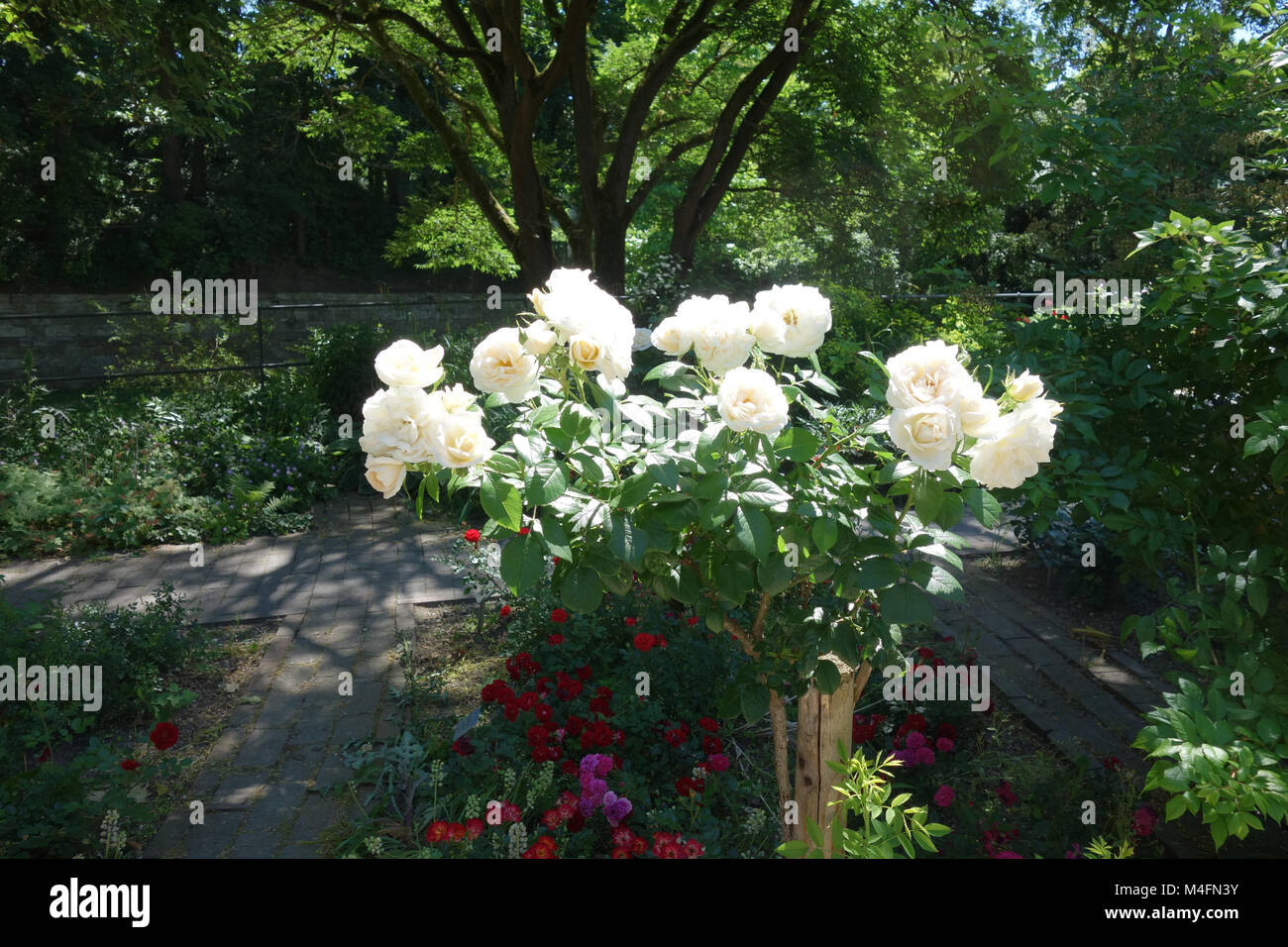 Rosa Lions Rose, hybrid-rose, standard rose Stock Photo - Alamy