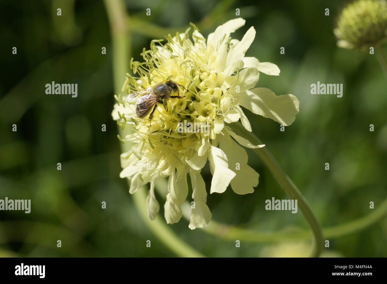 Cephalaria gigantea, giant cephalaria, with bee Stock Photo