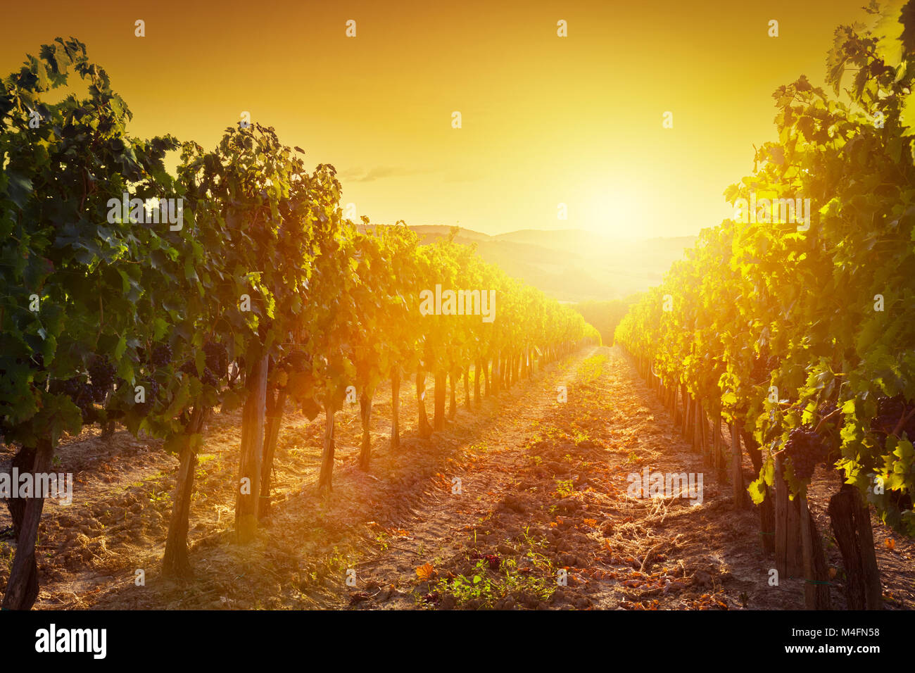 Vineyard landscape in Tuscany, Italy. Wine farm at sunset Stock Photo