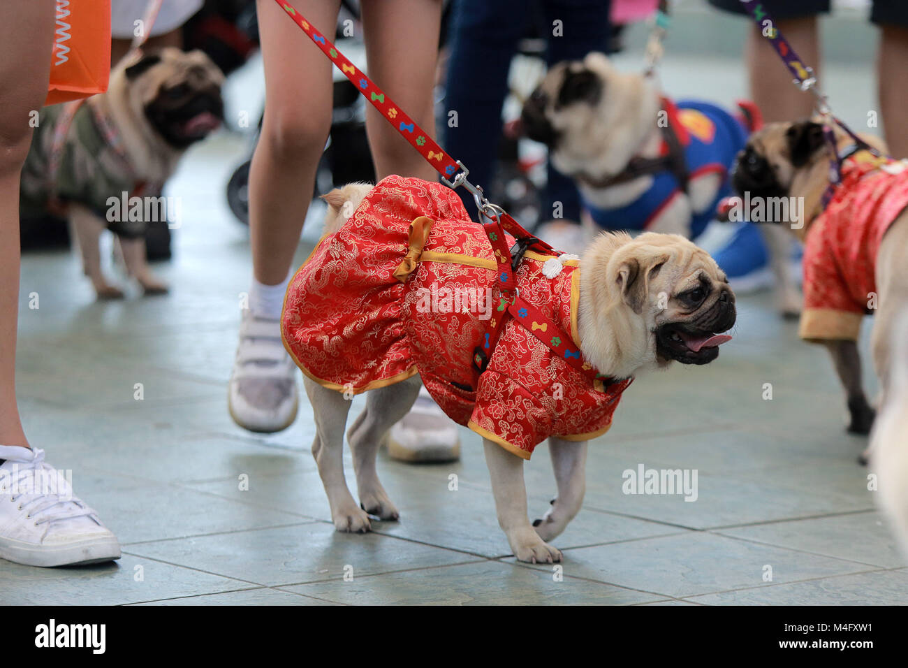 Dogs and the city lucky chinatown hot sale