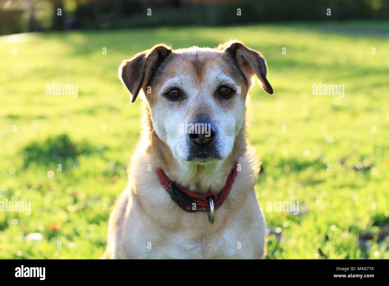 A portrait of an old, crossbreed dog looking at the camera whilst outdoors on a sunny day. Stock Photo