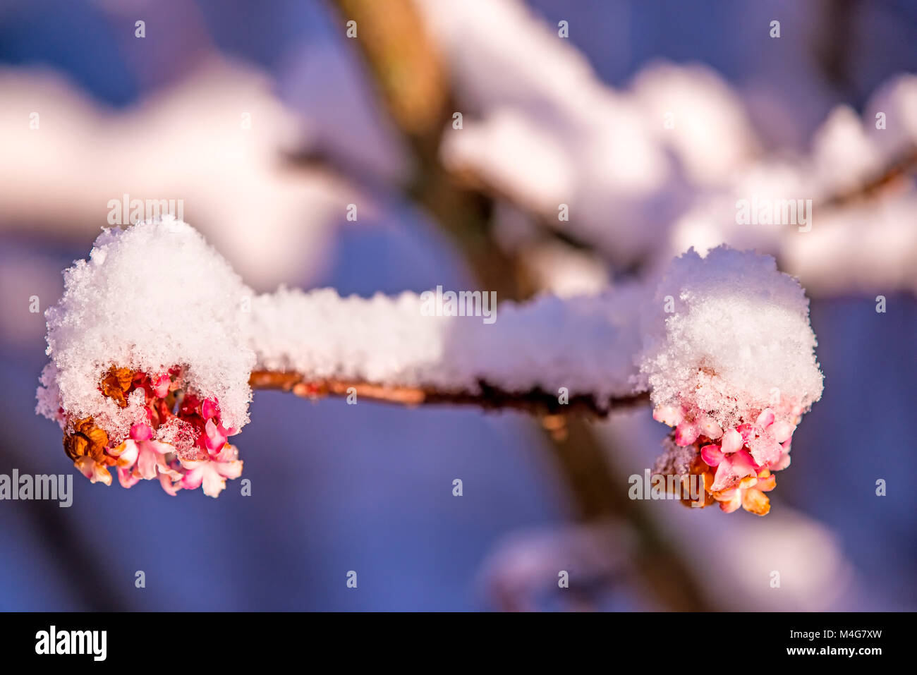 viburnum bush with blossom buds with snow cap Stock Photo Alamy