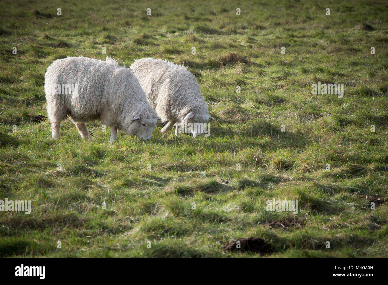 Sheeps eating grass in Amesbury, Wiltshire, England Stock Photo