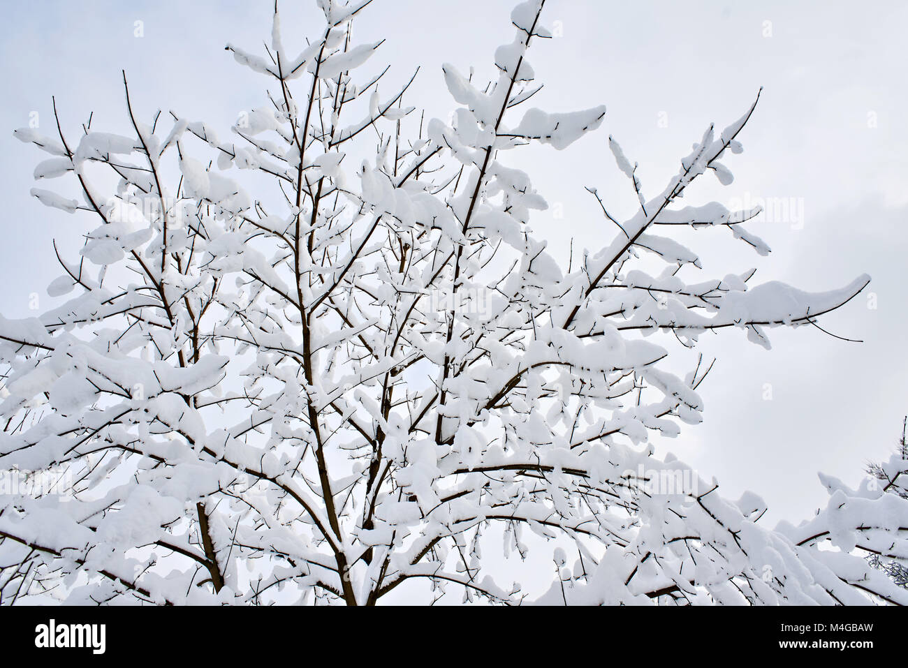 Black white landscape bench trees hi-res stock photography and images ...