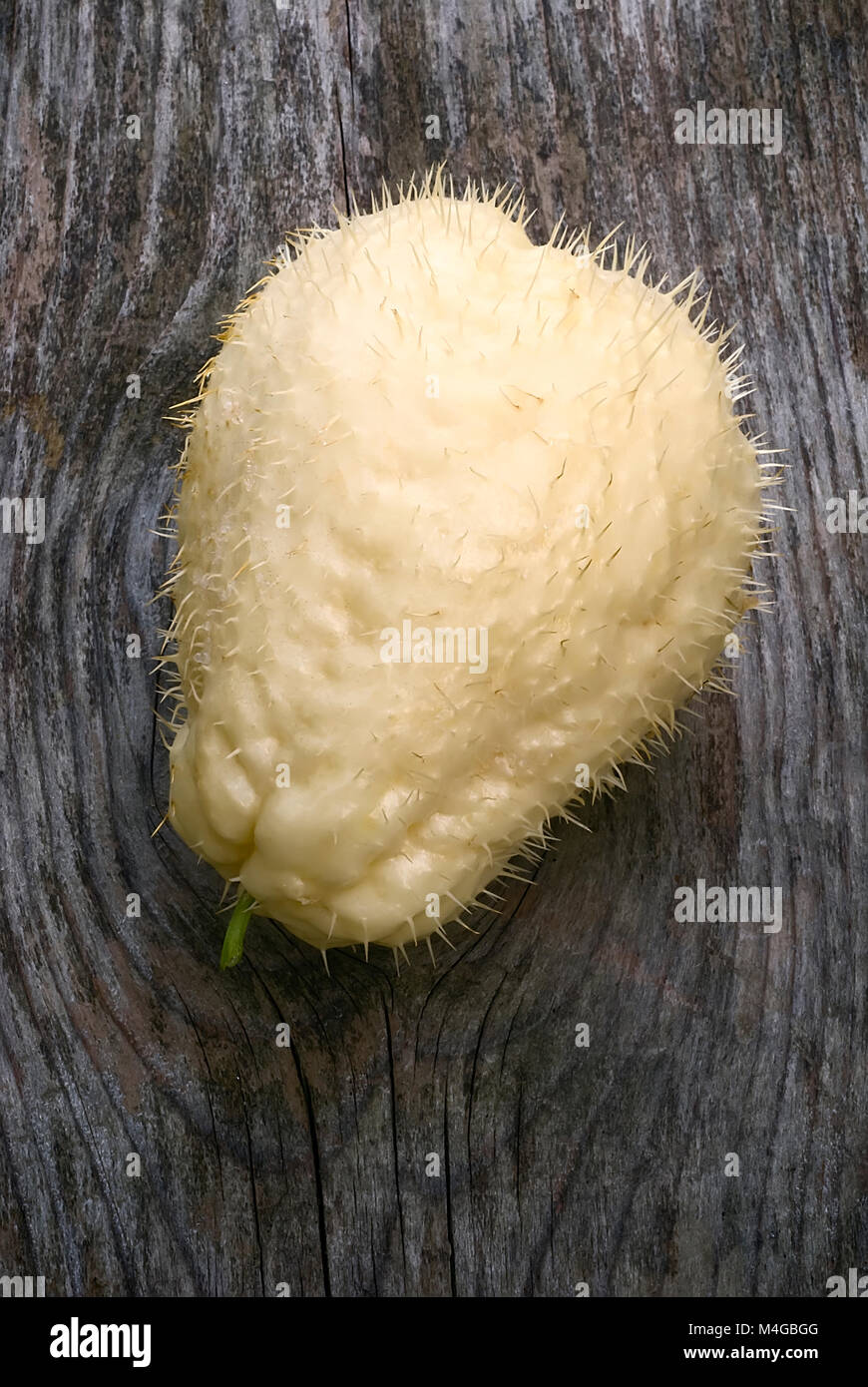 The chayote (Sechium edule), fruit varieties thorny. Vegetable native to south america. Stock Photo