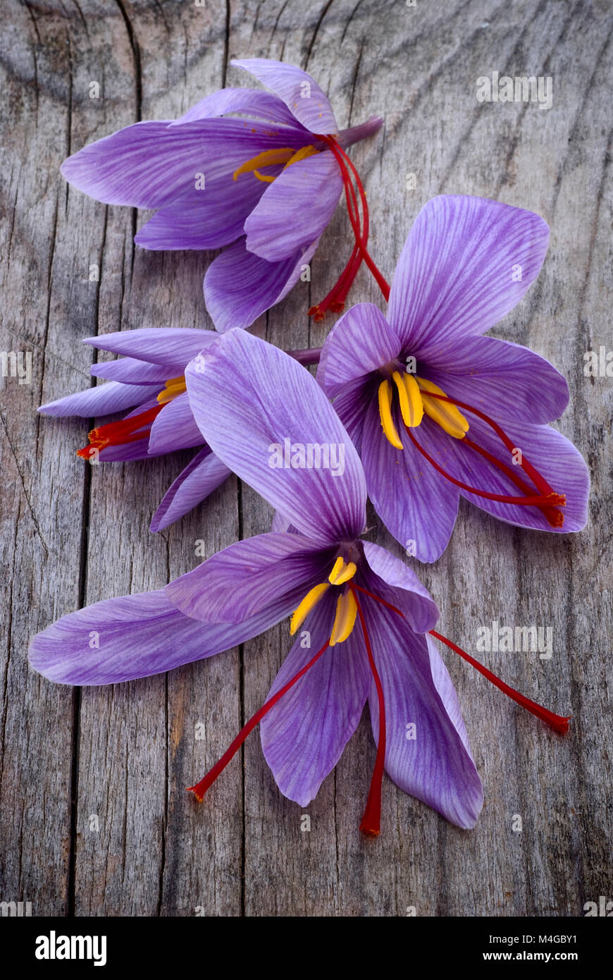 Saffron crocus flowers produce saffron hires stock photography and