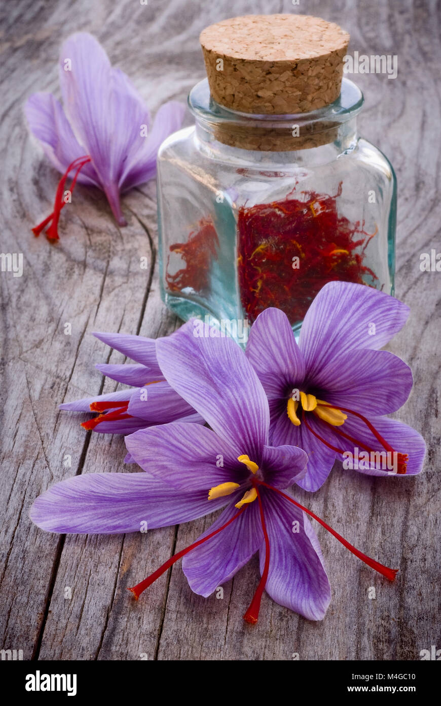 Saffron crocus flowers produce saffron hires stock photography and