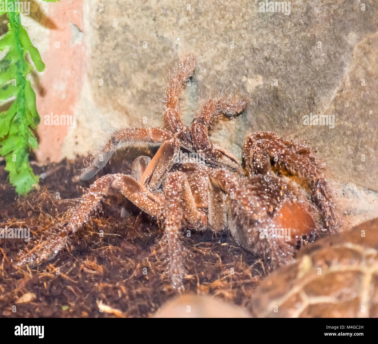 Tarantula in the terrarium Stock Photo Alamy