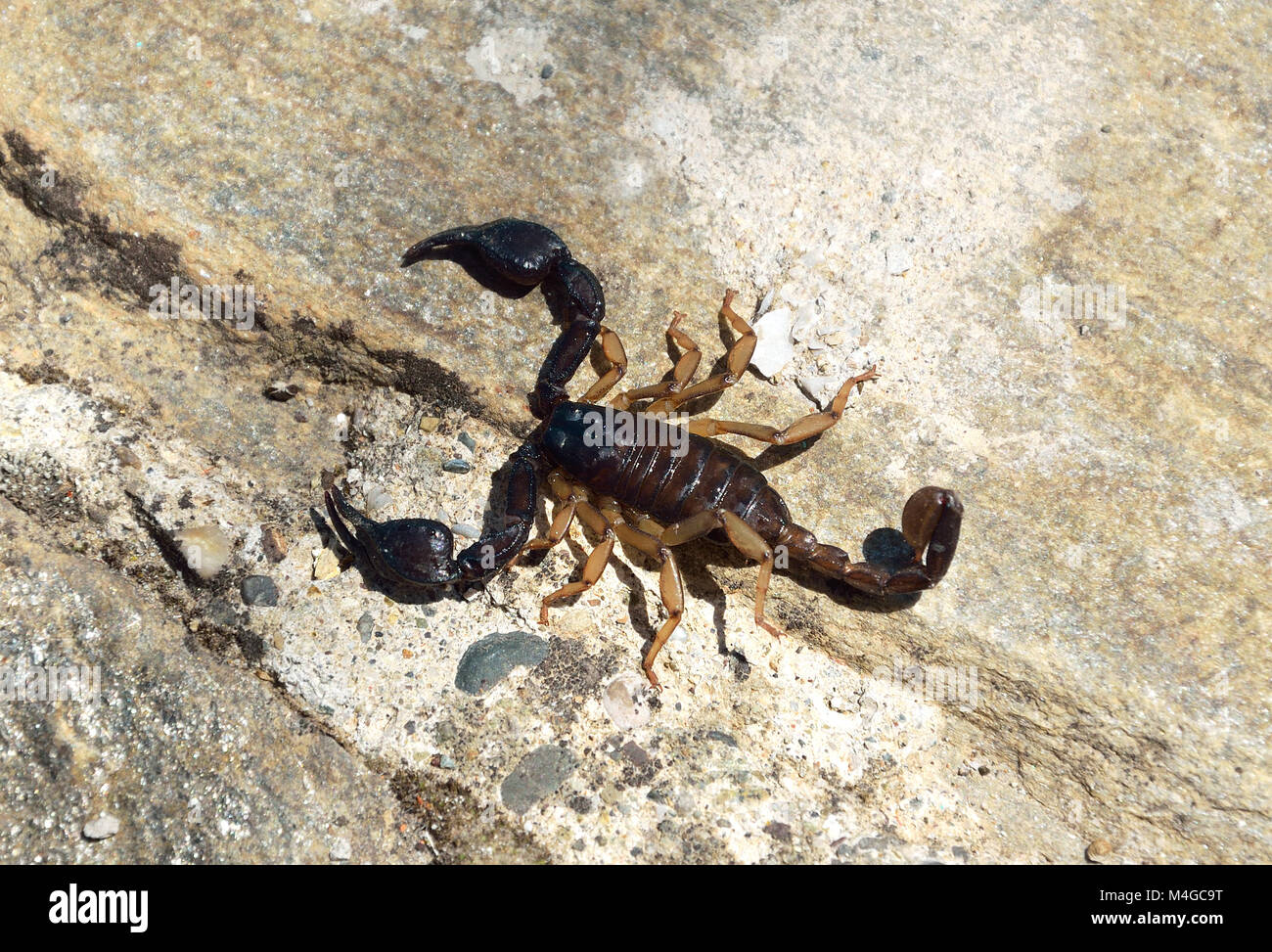 Alive scorpion on rocky background Stock Photo