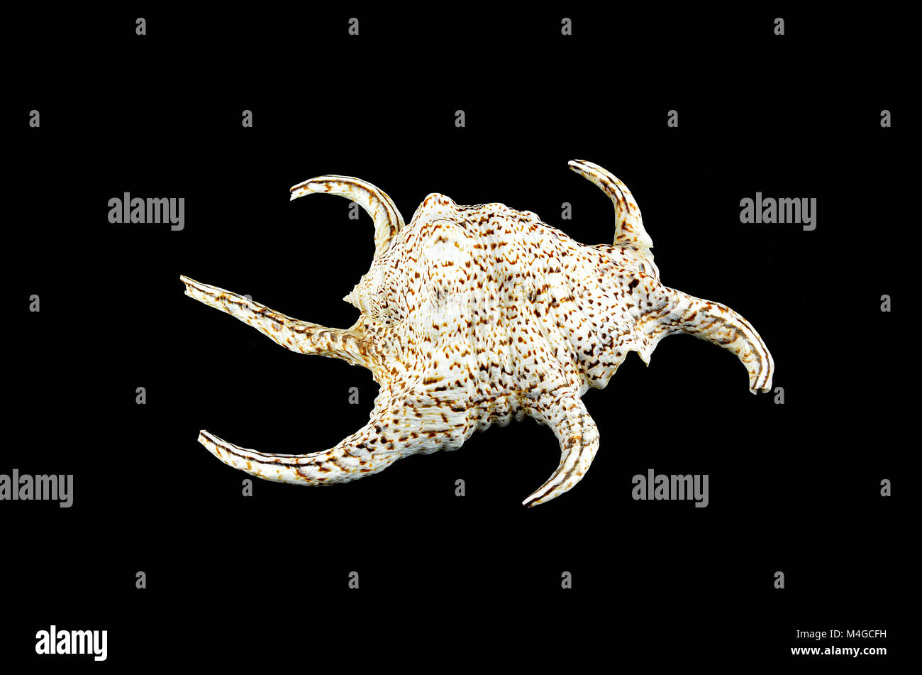 Chiragra Spider Conch shell on black background Stock Photo - Alamy