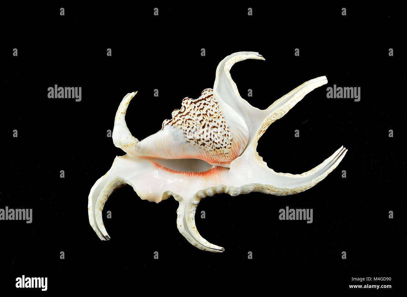 Chiragra Spider Conch shell on black background Stock Photo - Alamy