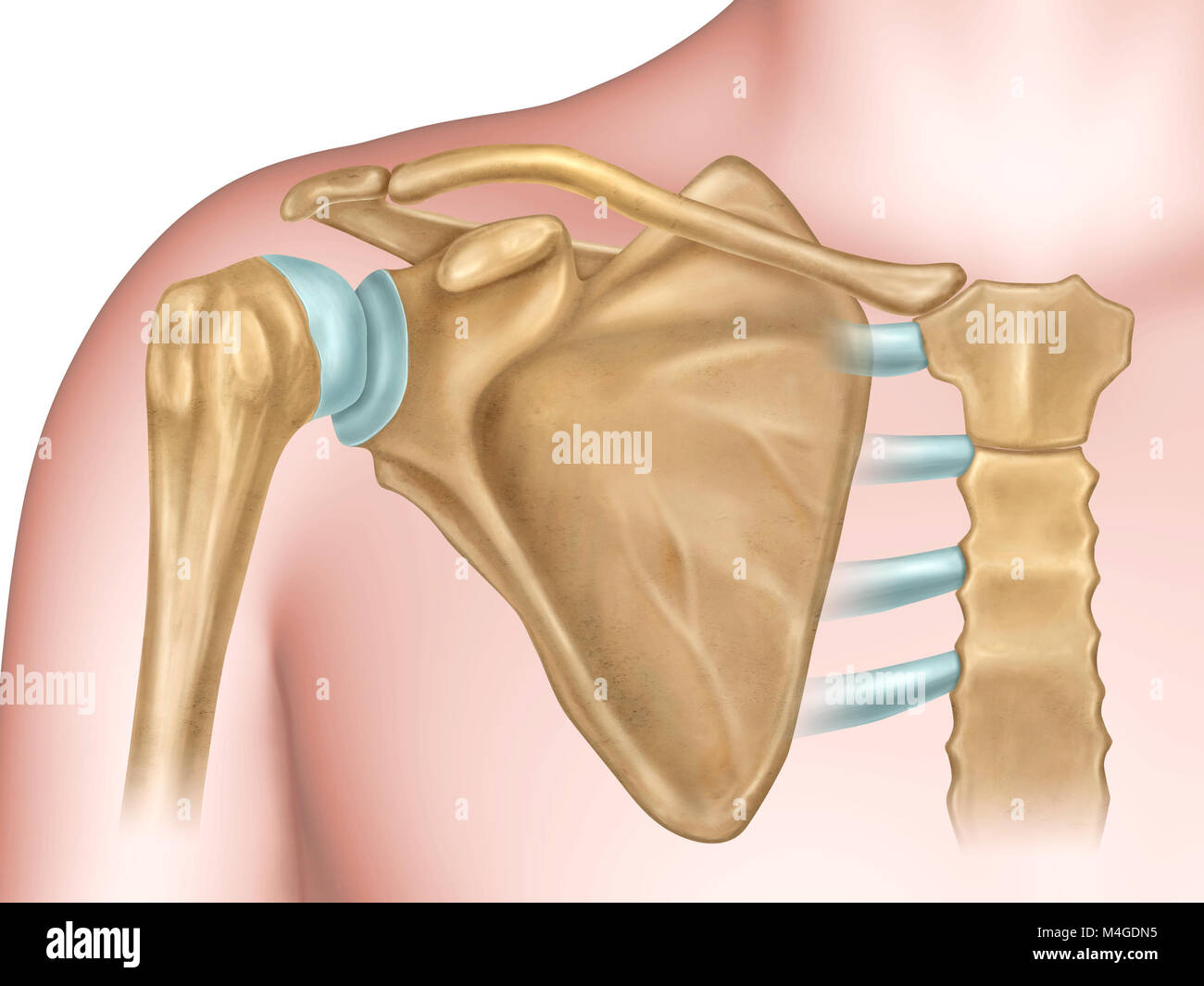 Anterior view of the shoulder anatomy. digital illustration. Stock Photo
