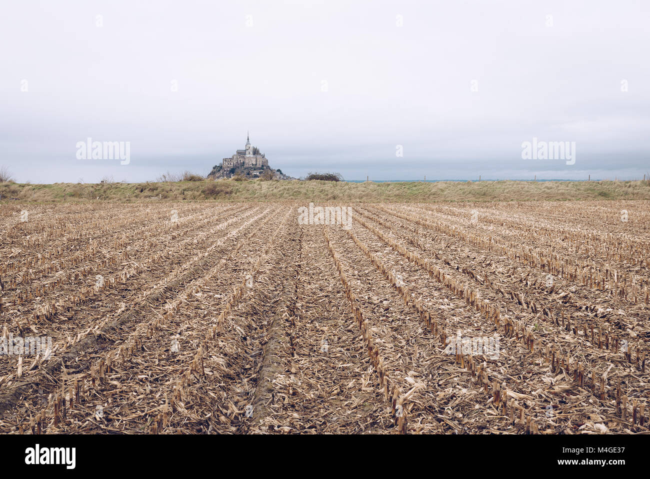 Cut corn field and Mont Saint Michel in the distance, Normandy, France Stock Photo