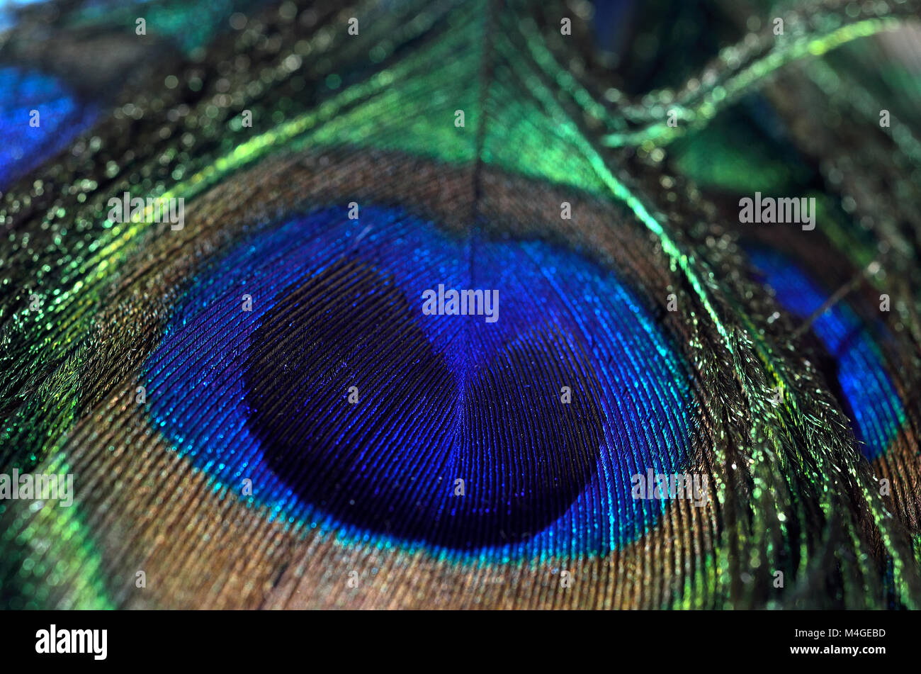 Seamless peacock feather hires stock photography and images Alamy