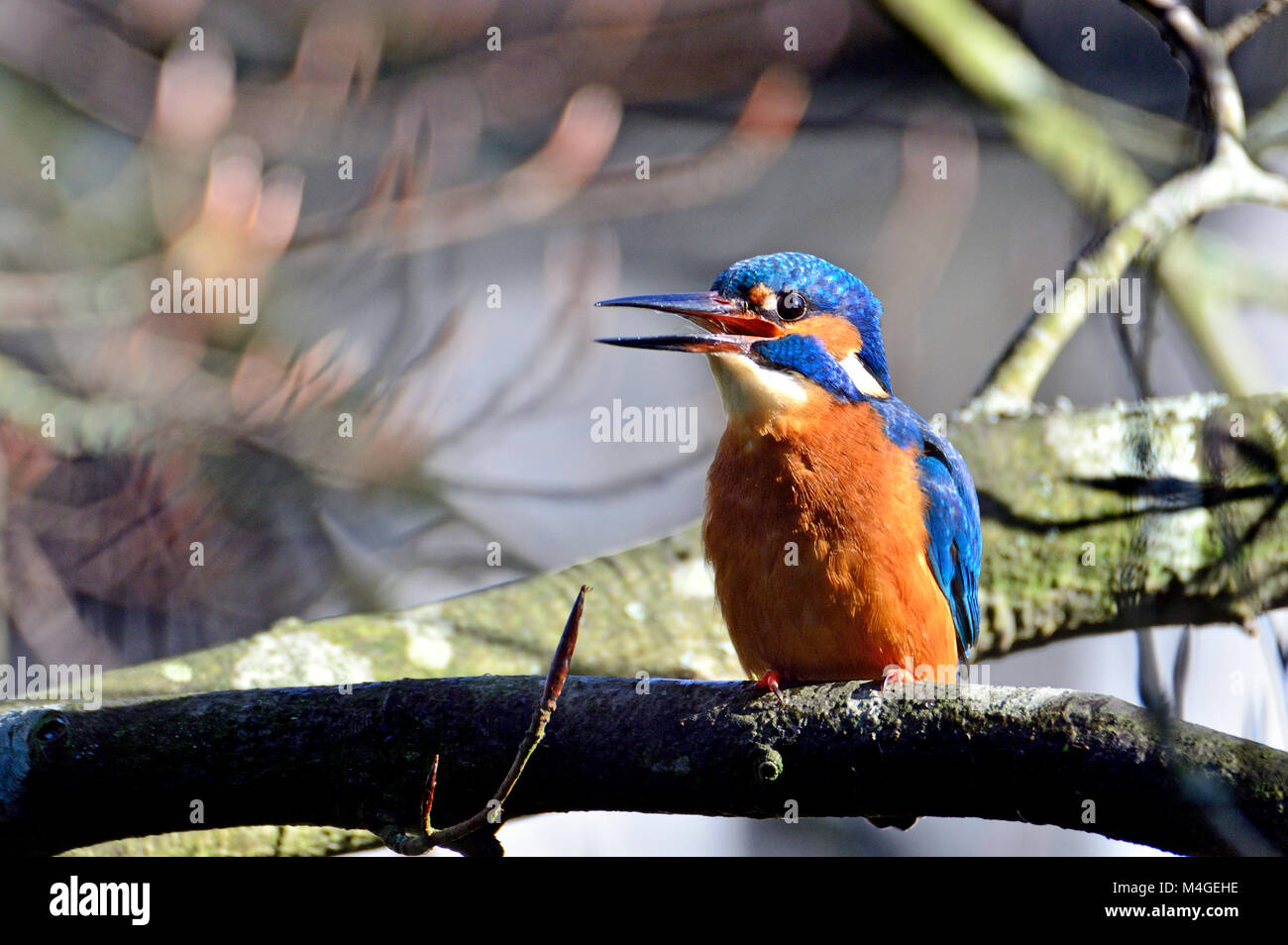 Kingfisher (Alcedo atthis) Kent (Loose Village, near Maidstone) UK. January Stock Photo