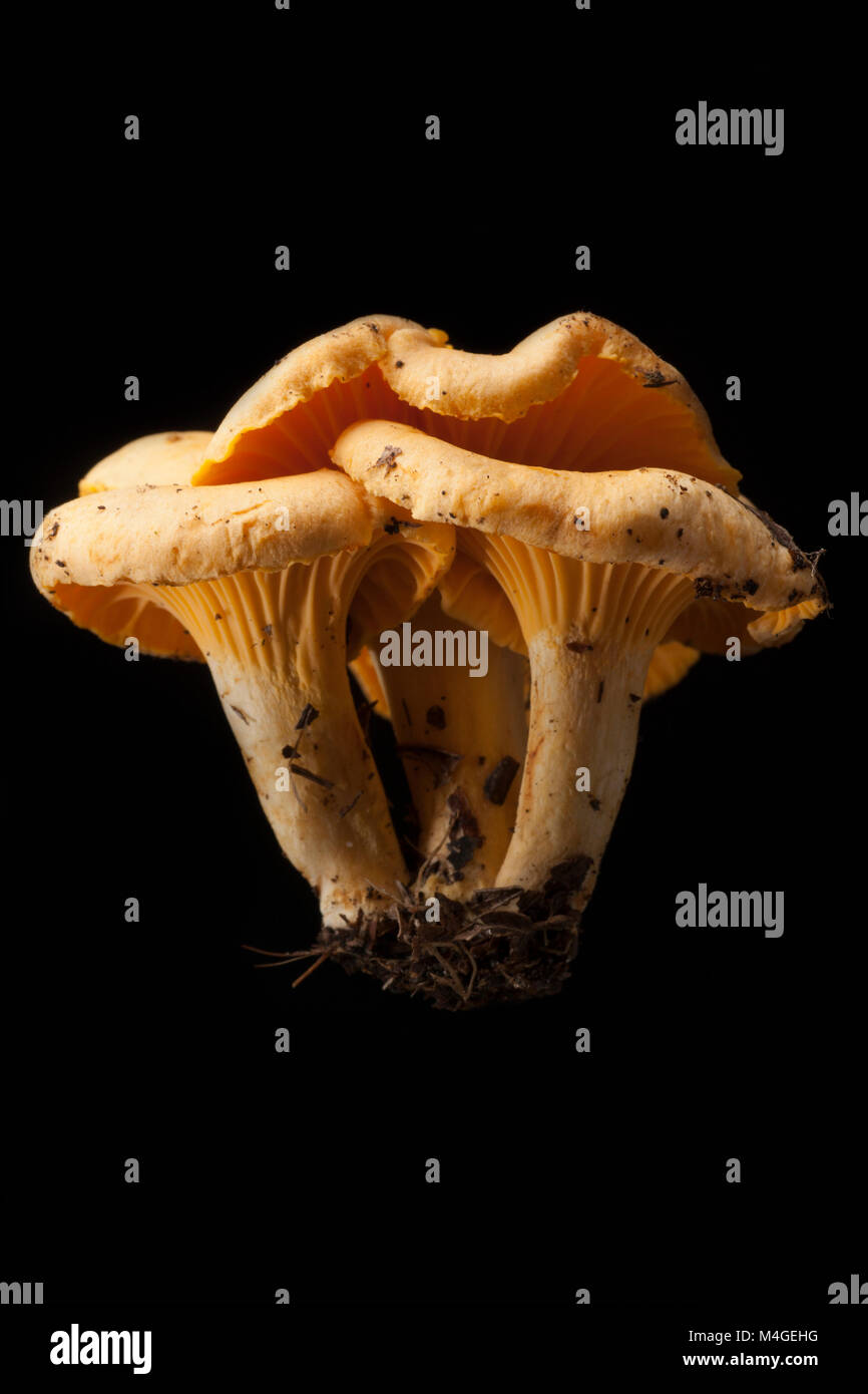 Chanterelle mushrooms Cantharellus cibarius UK on a black background. Chanterelles are noted for having a fruity odour. Hampshire England UK GB Stock Photo